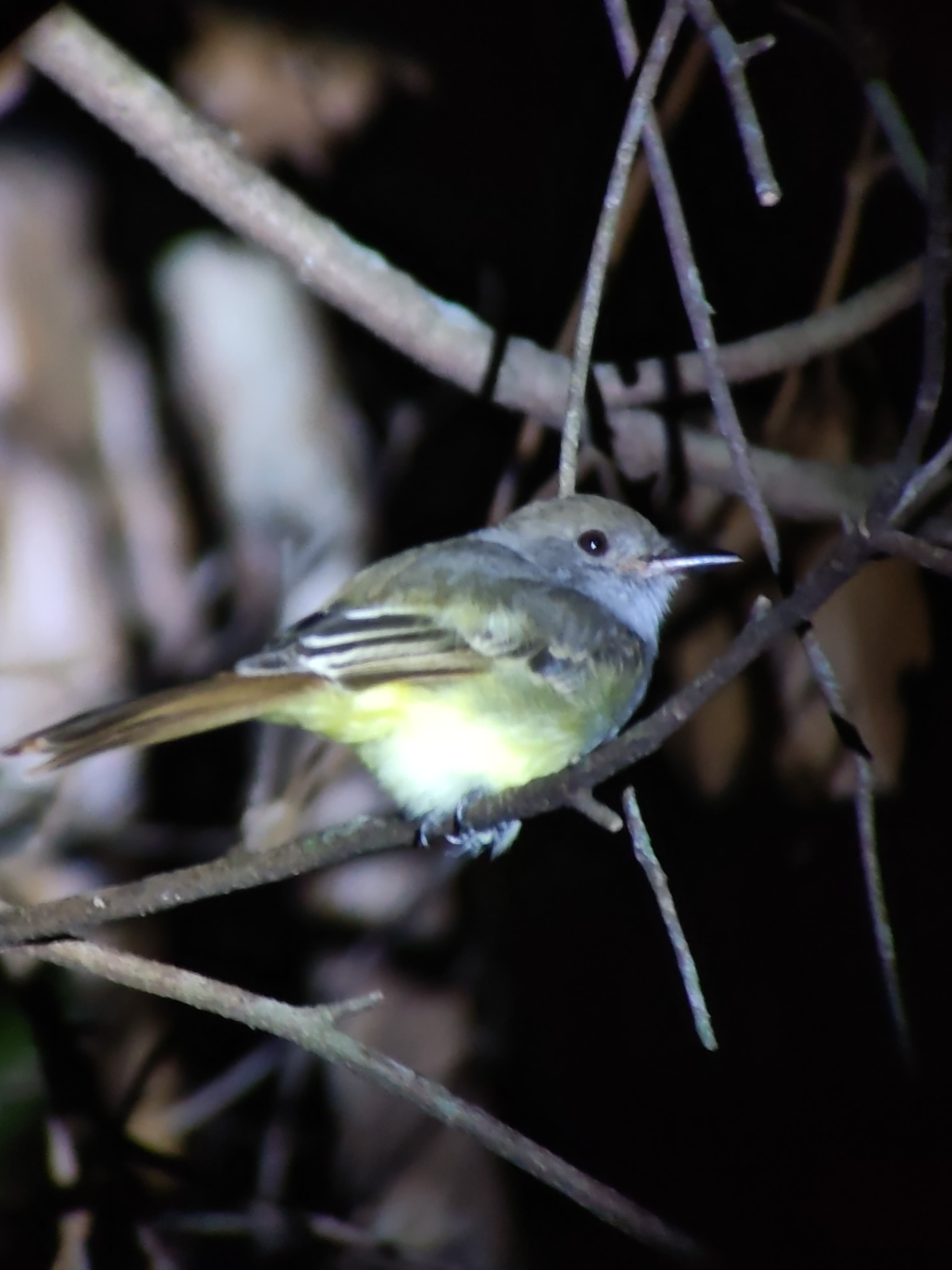 Caminata Noctourna Bioluminicente