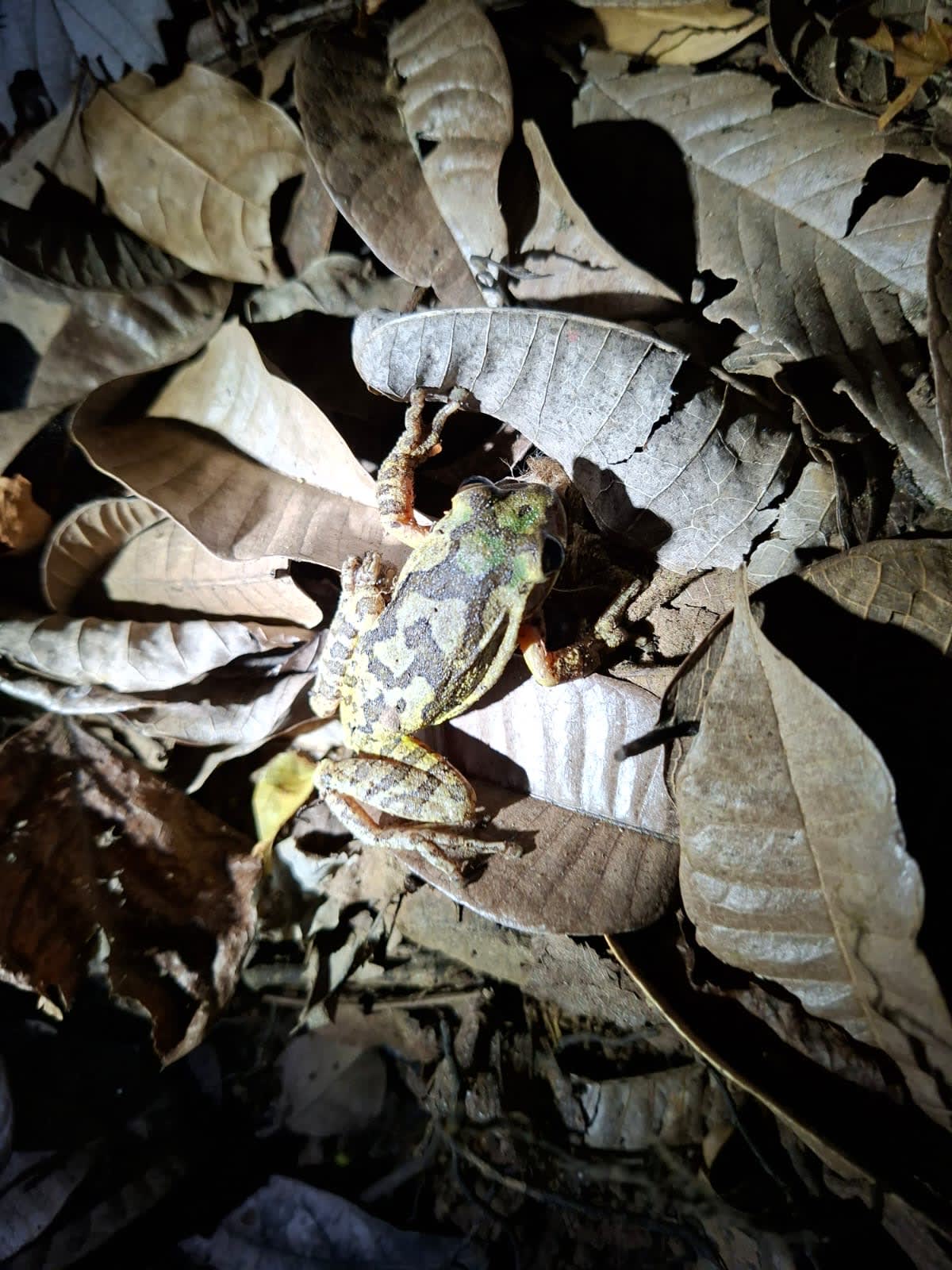 Caminata Noctourna 