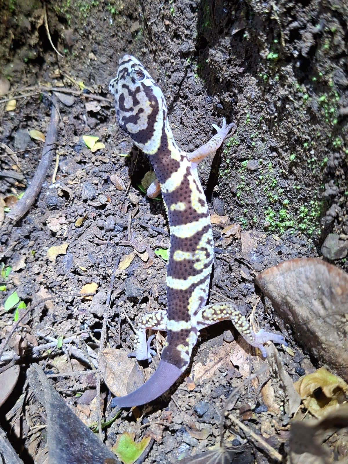 Caminata Noctourna 