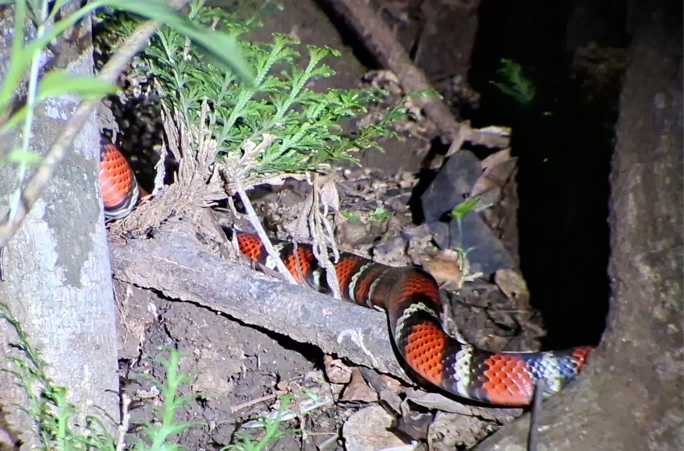 Caminata Noctourna 