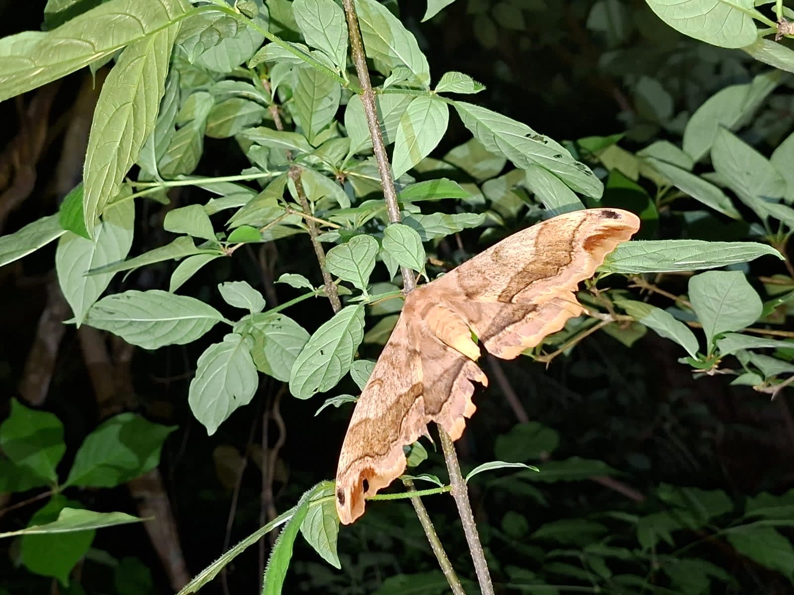 Caminata Noctourna 