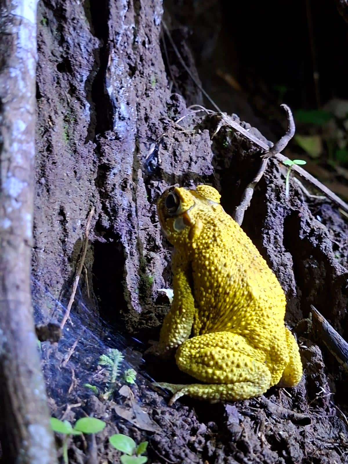Caminata Noctourna 