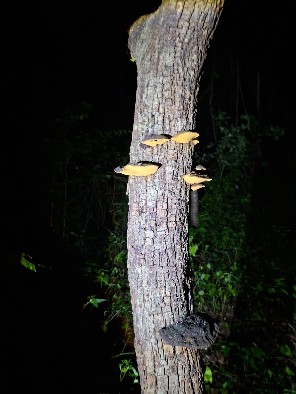 Caminata Noctourna 