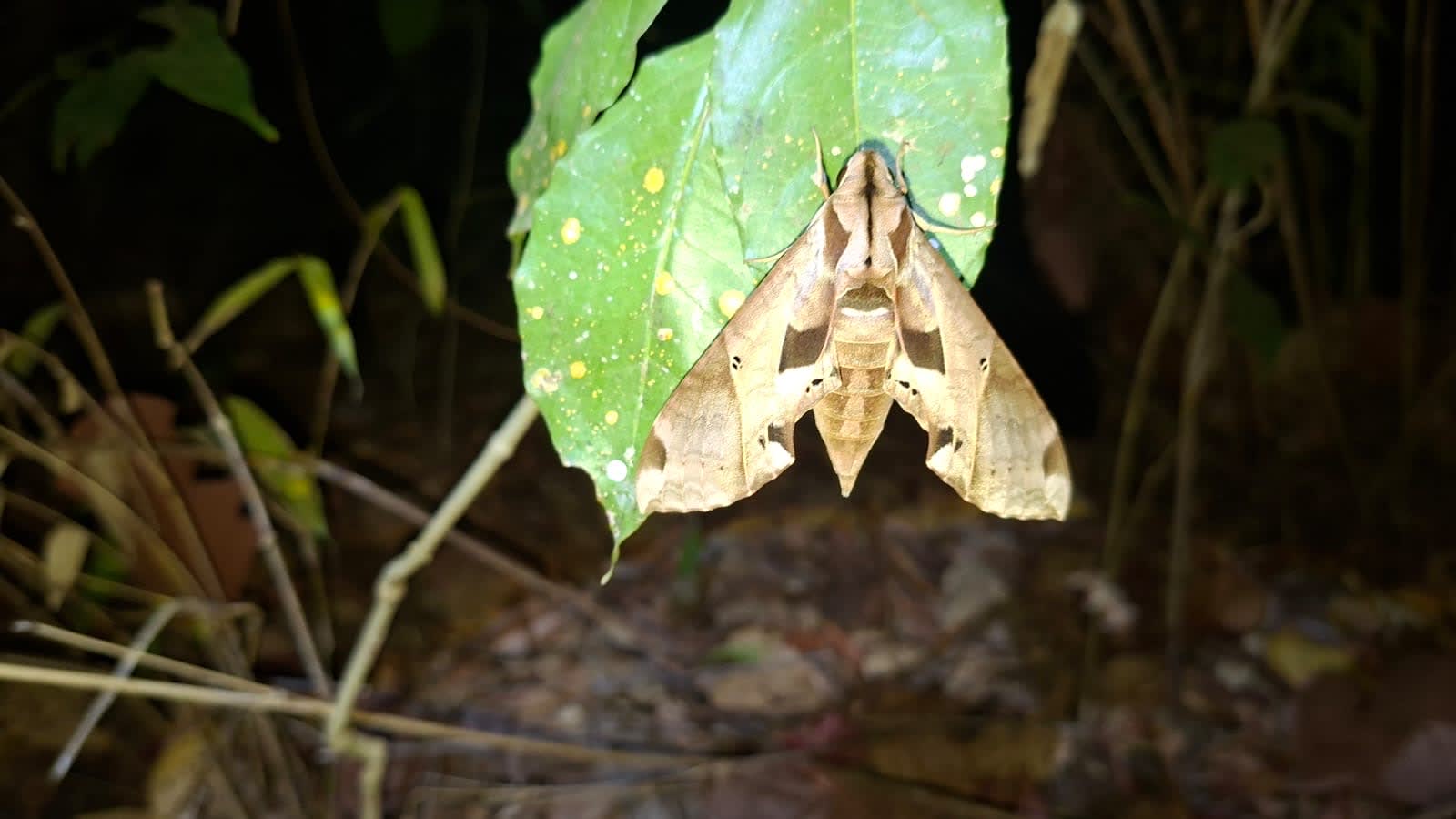 Caminata Noctourna 