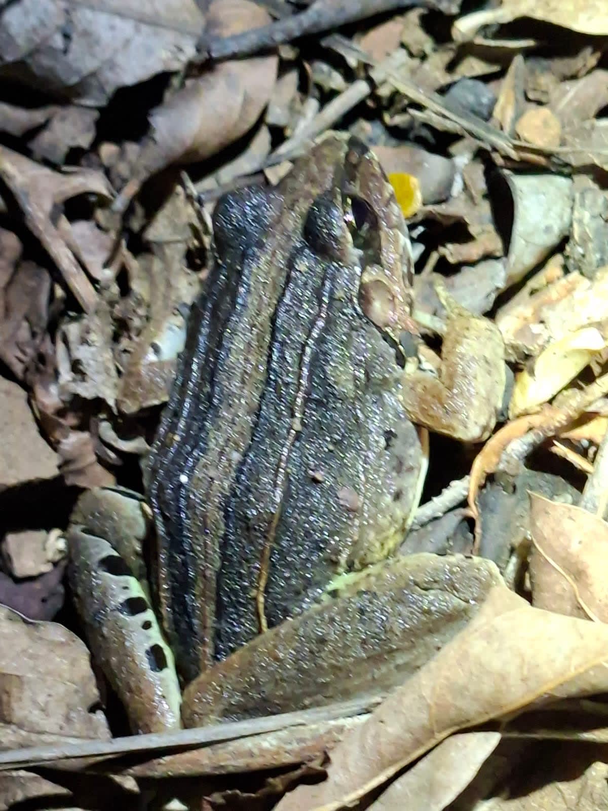 Caminata Noctourna 