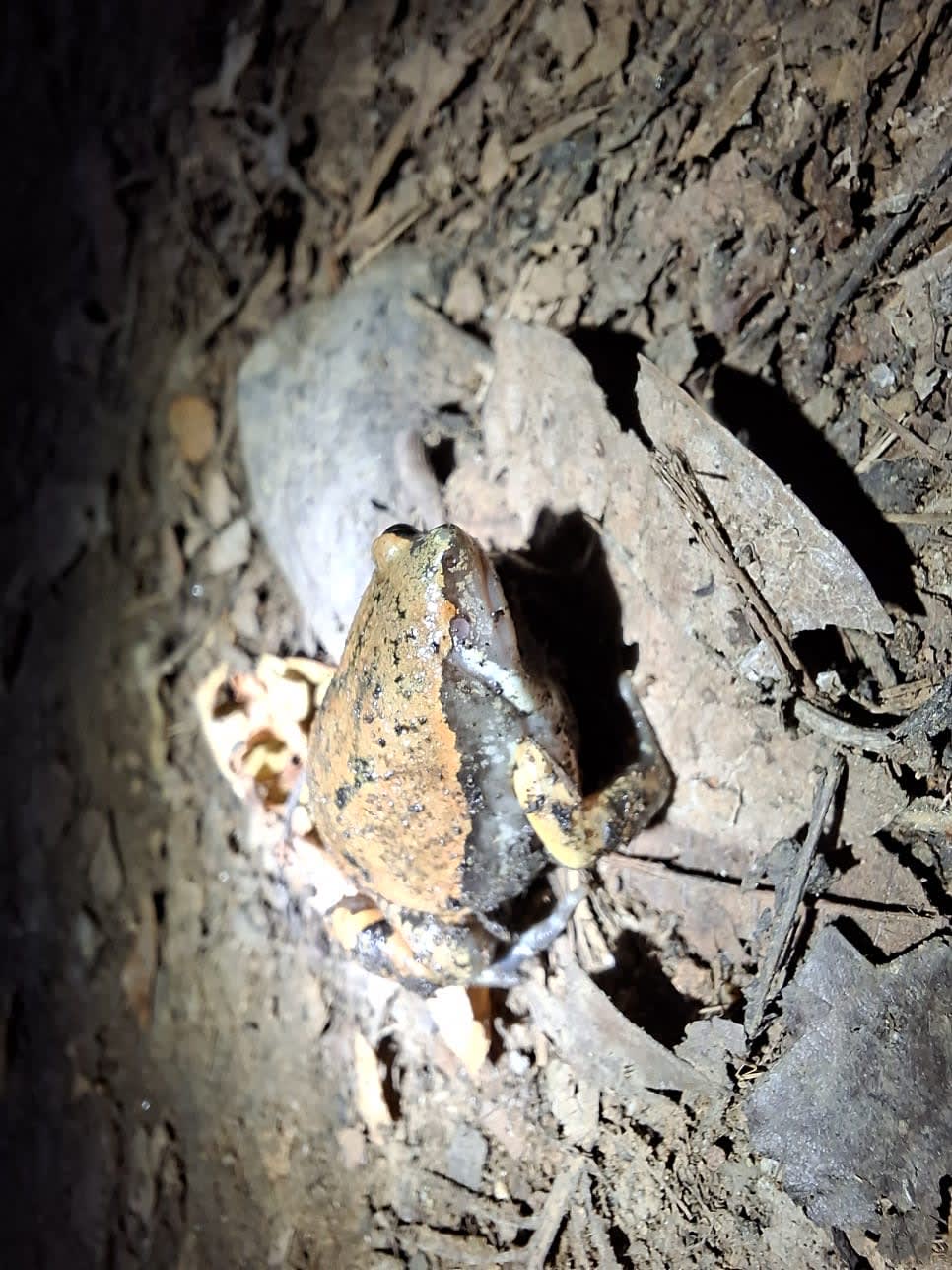Caminata Noctourna 
