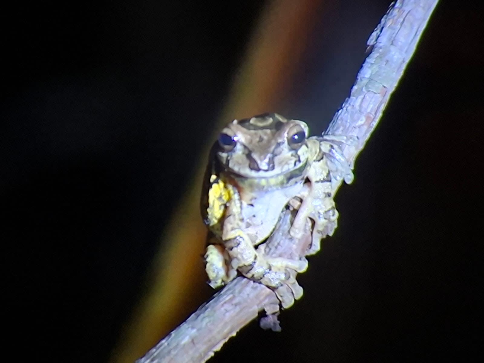 Caminata Noctourna 