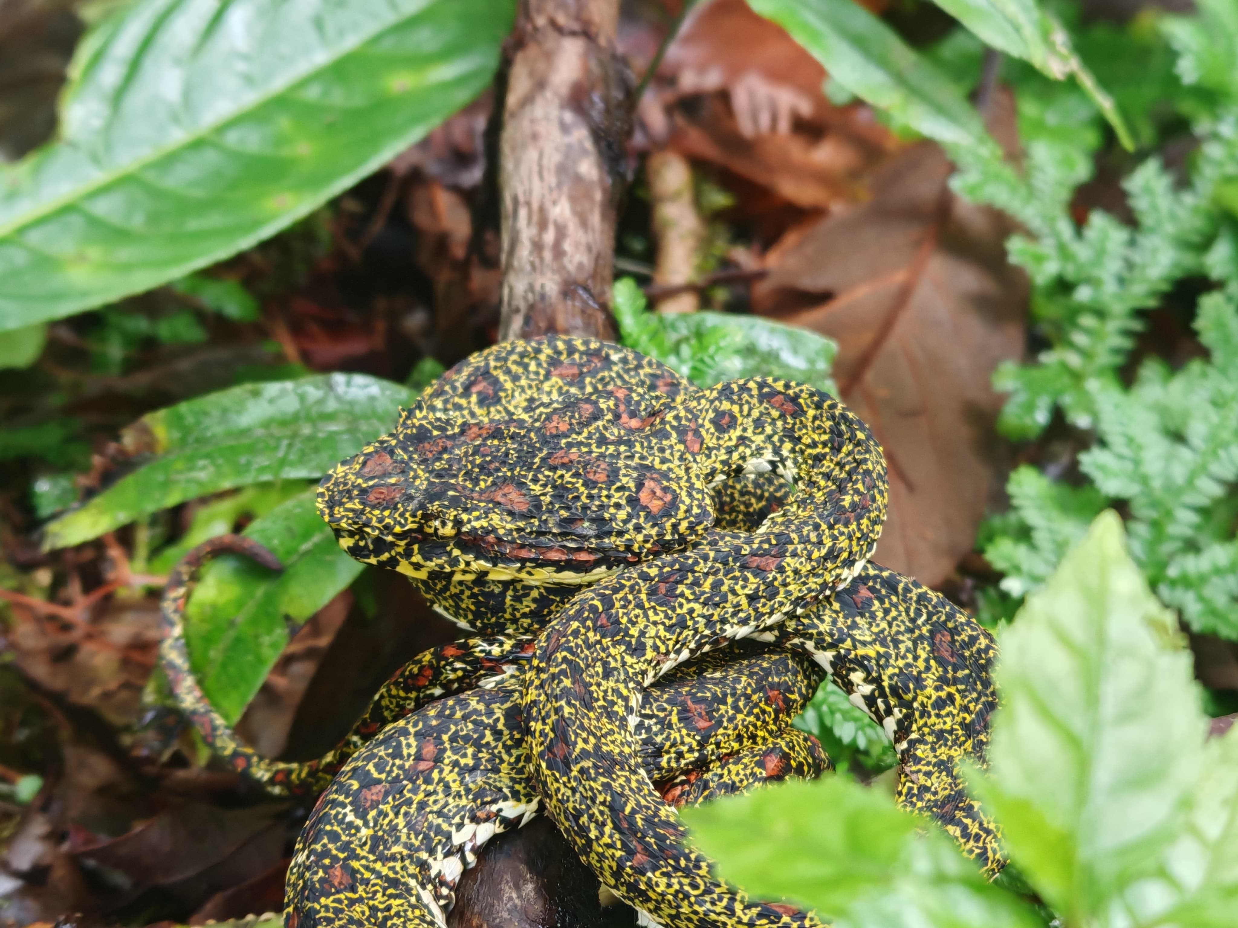 WILDLIFE EXPERIENCE – RÍO CELESTE 