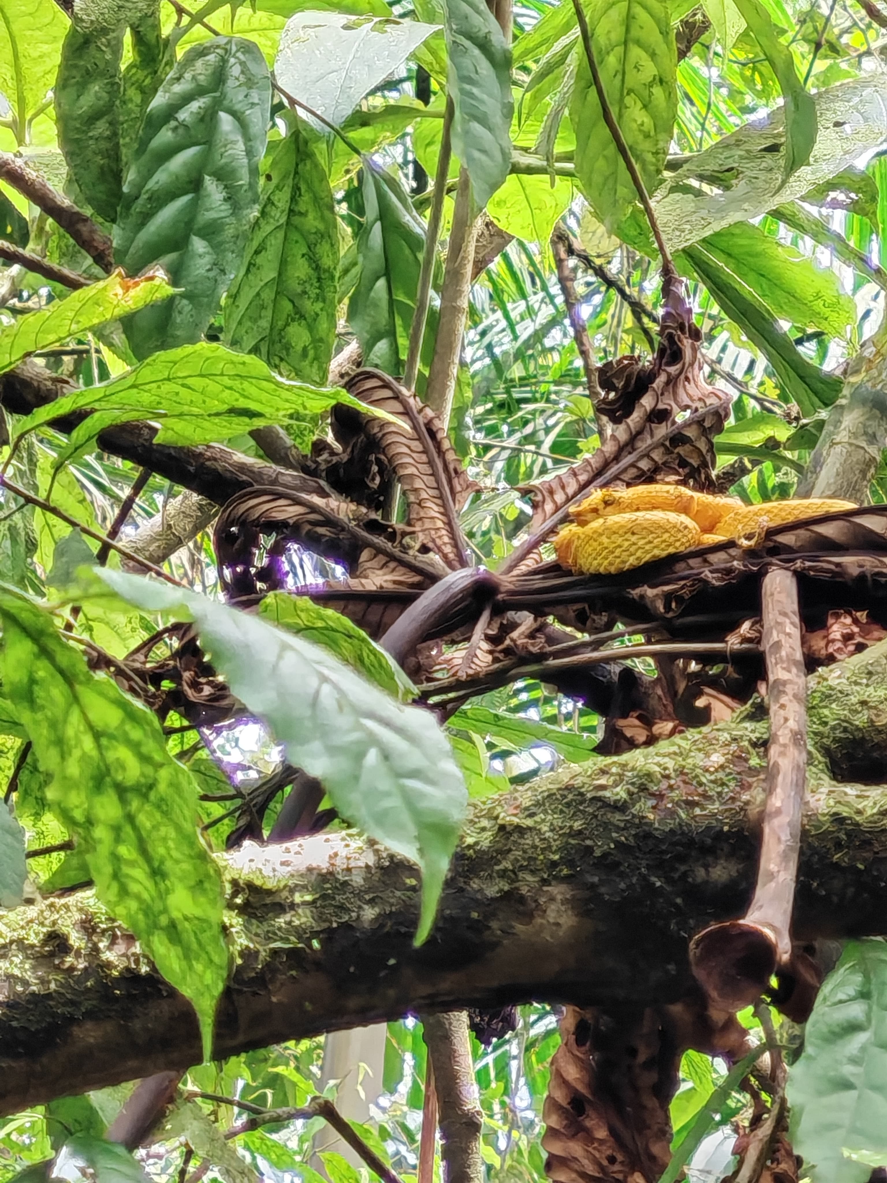 WILDLIFE EXPERIENCE – RÍO CELESTE 