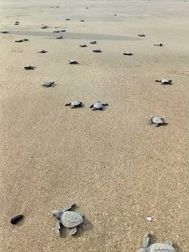 TURTLE NESTING EXPERIENCE – ARRIBADA