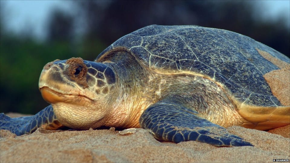 TURTLE NESTING EXPERIENCE – ARRIBADA