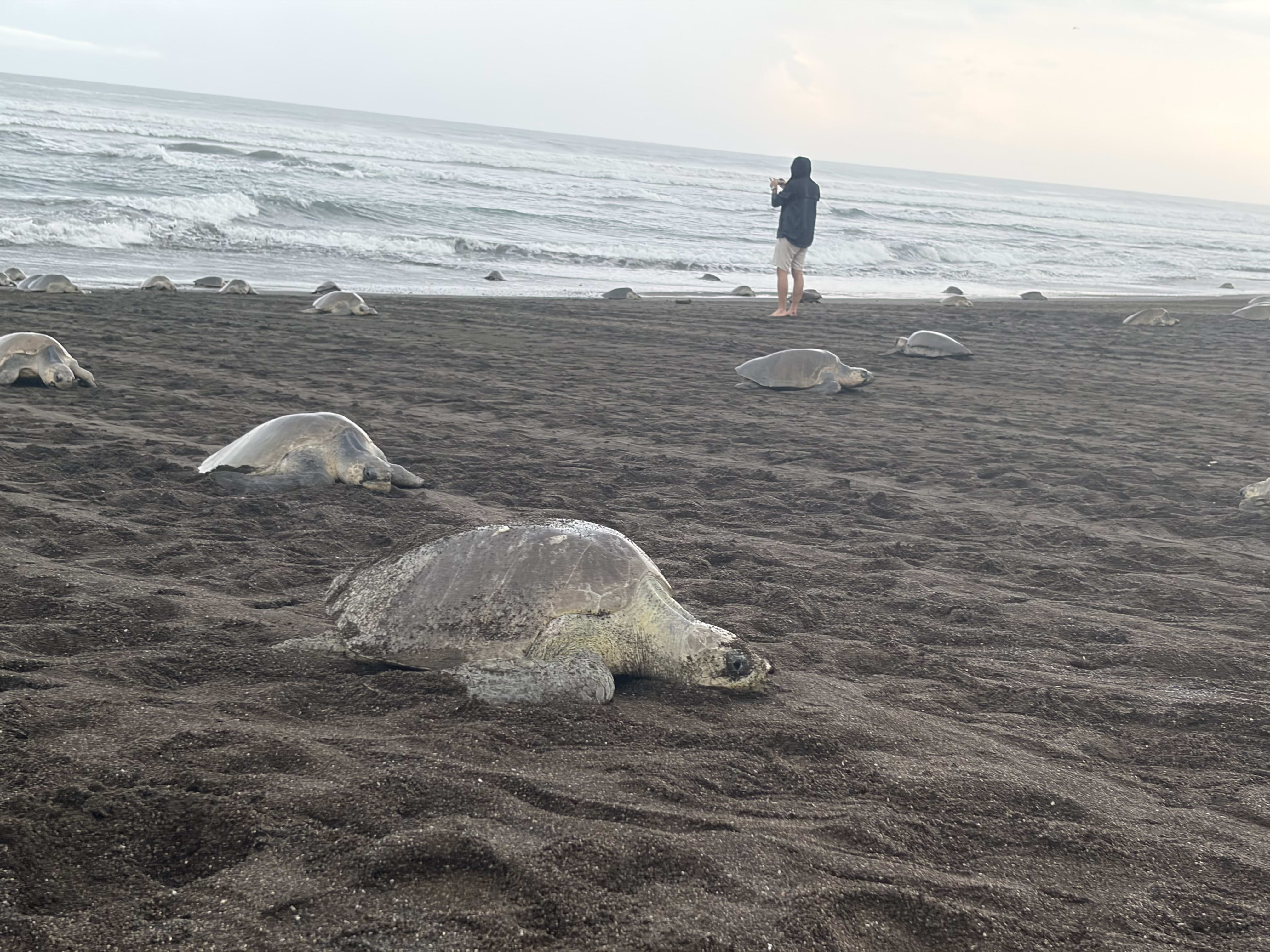 TURTLE NESTING EXPERIENCE – ARRIBADA