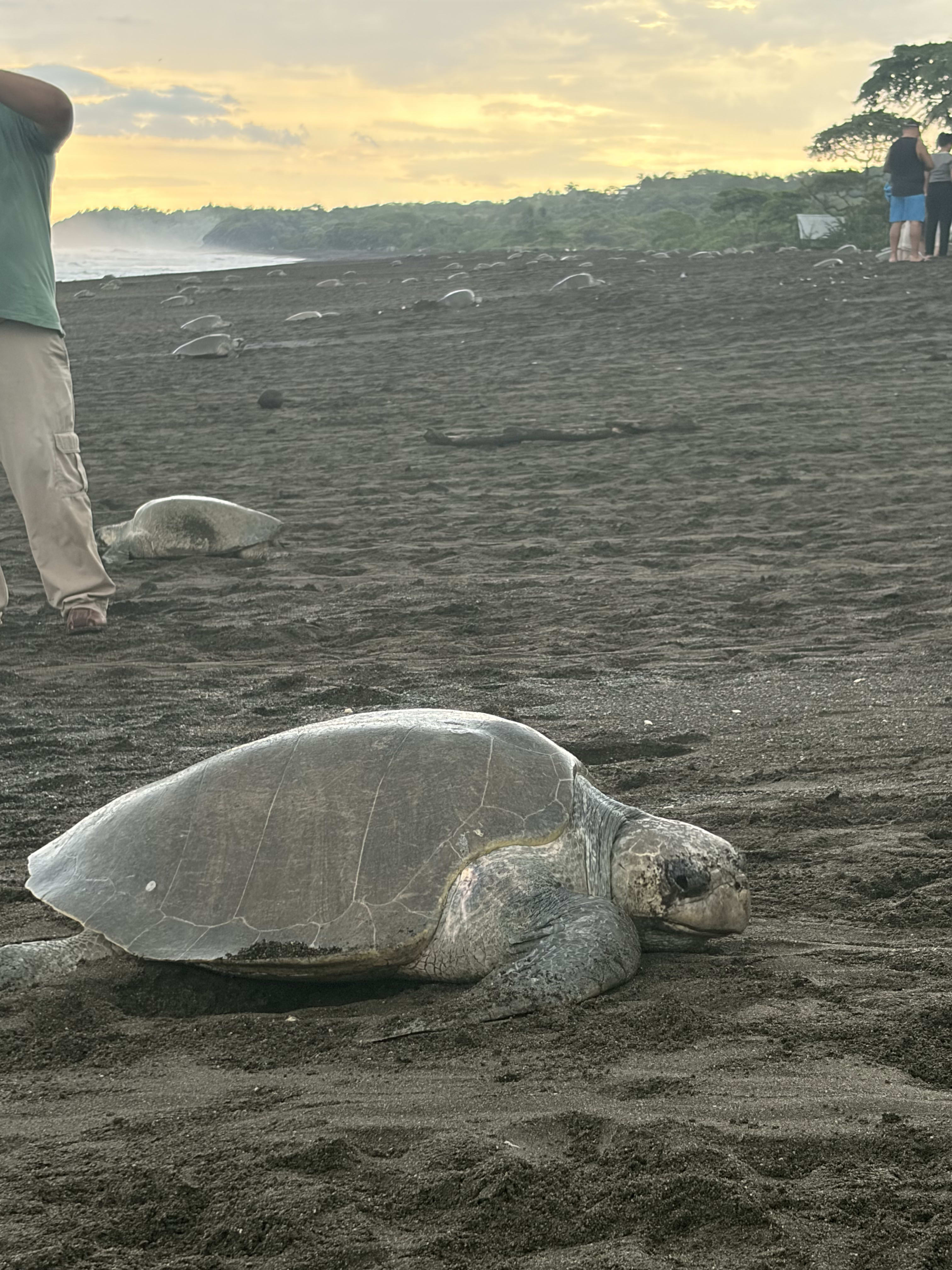 TURTLE NESTING EXPERIENCE – ARRIBADA