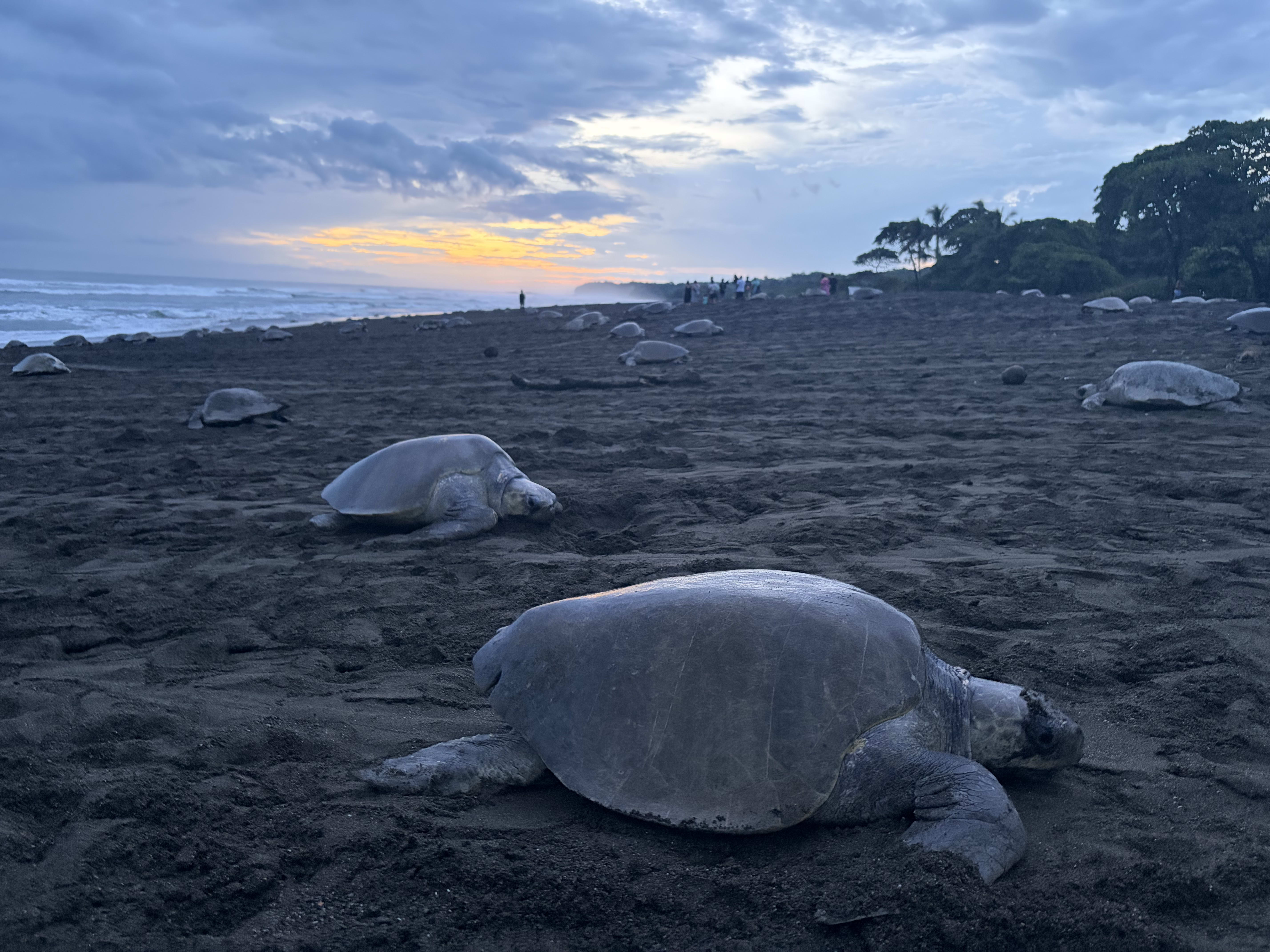 TURTLE NESTING EXPERIENCE – ARRIBADA