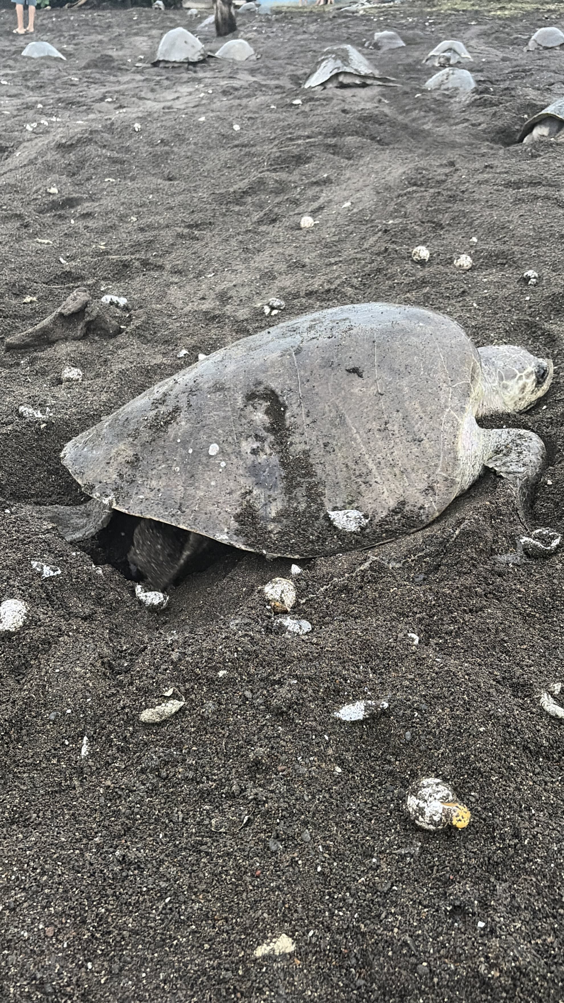 TURTLE NESTING EXPERIENCE – ARRIBADA