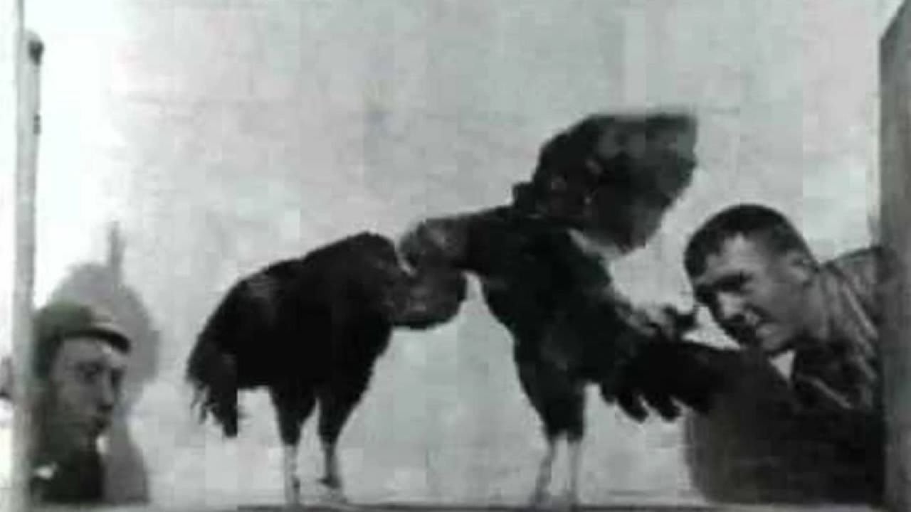 Cock Fight, No. 2