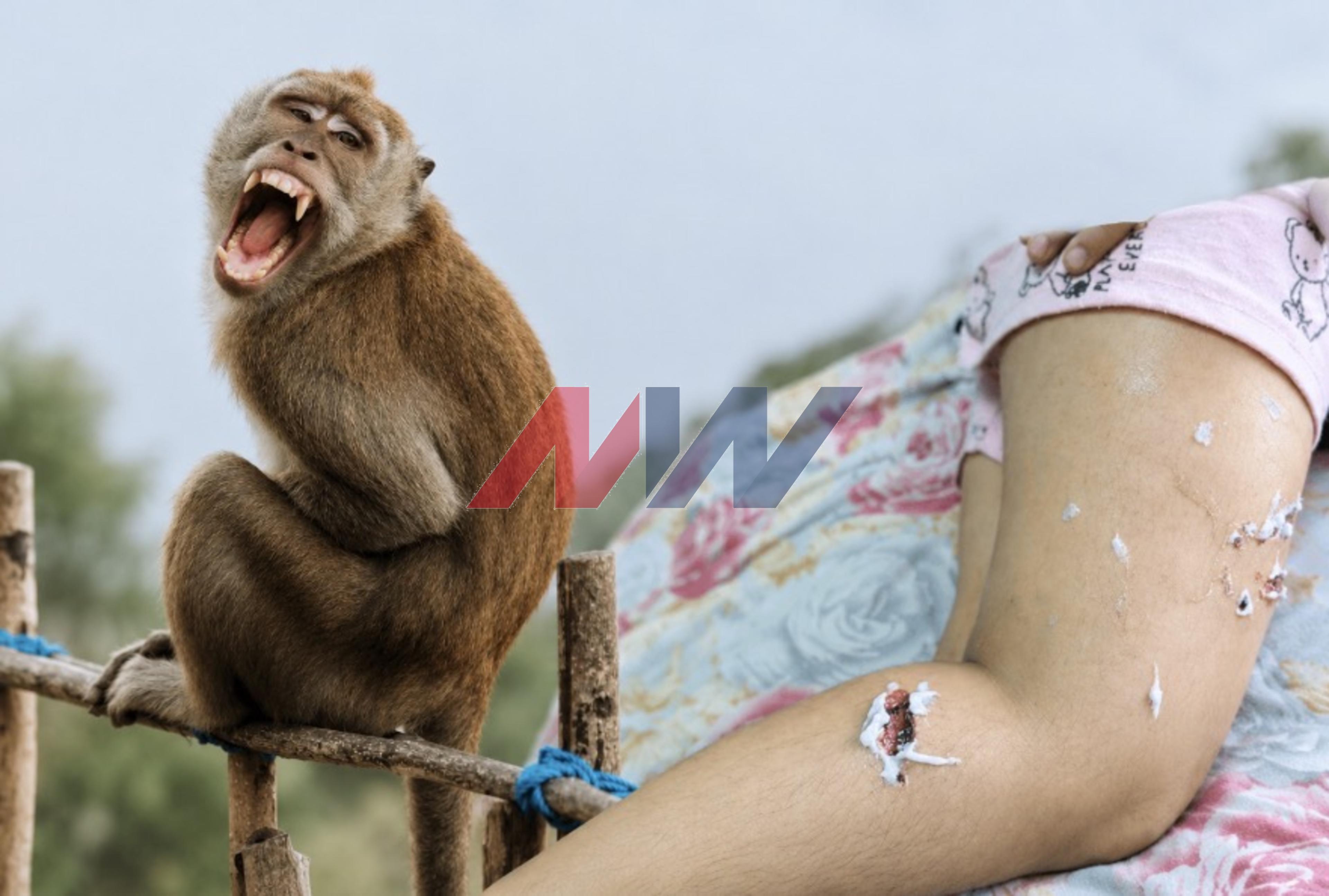 Chandigarh Monkey Attack: Woman Bitten in Sector 22-B, Residents Concerned
