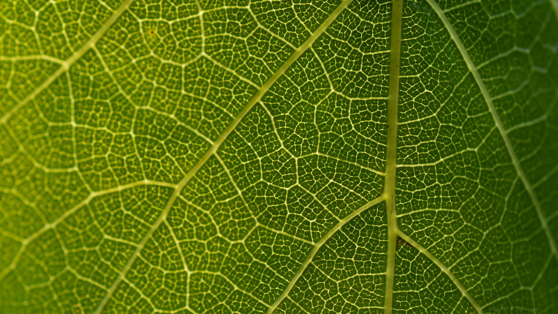 Fondo decorativo