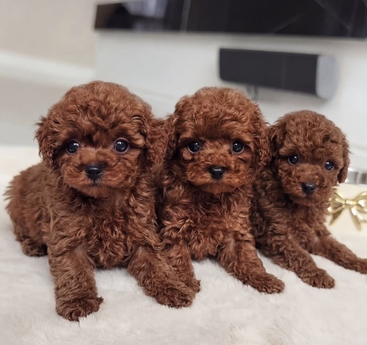 Toy poodle puppy 
