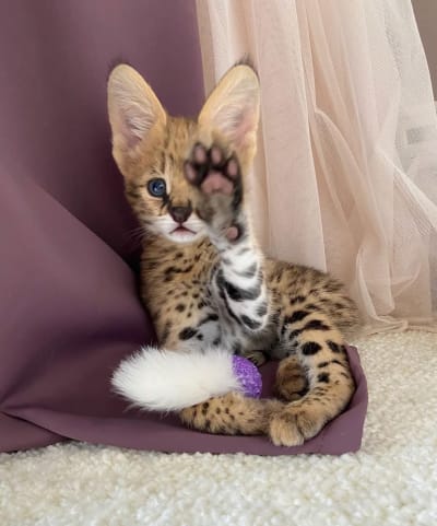 We have serval, caracal and Savannah cats.