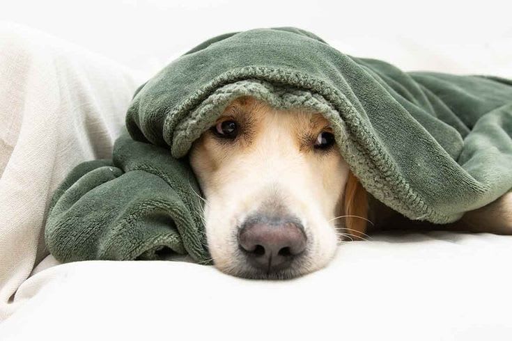 Những bí mật về sức khỏe của thú cưng có thể bạn chưa biết
