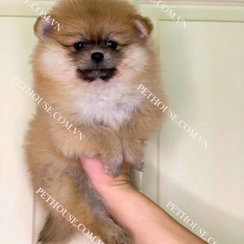Chó Phốc Sóc vàng cam mã PS121