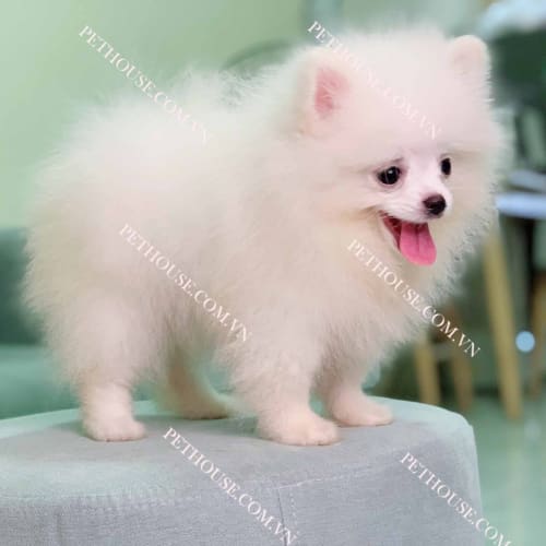 Chó Phốc Sóc trắng mã PS086