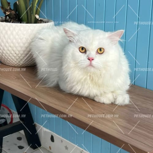 Mèo Anh lông dài màu trắng mã