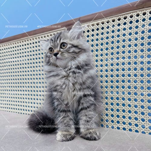 Mèo Anh lông dài màu Tabby mã ALD1768