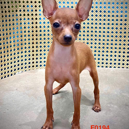 Chó Fox Huou vip màu nâu mã PH3201