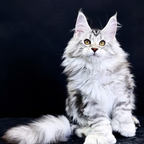 Mèo Maine Coon