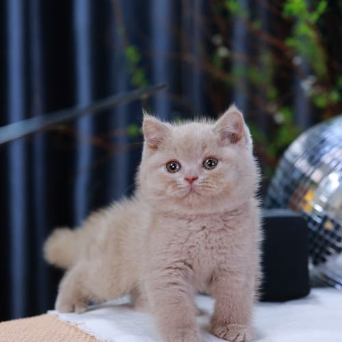 Mèo Anh Lông Ngắn màu Lilac