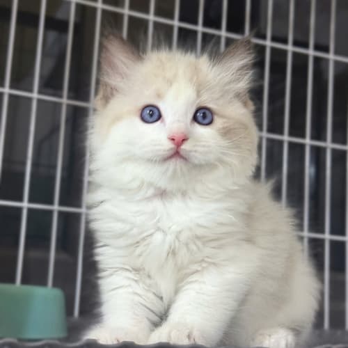 Mèo Ragdoll
