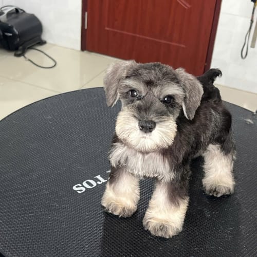 Chó Schnauzer màu Muối Tiêu