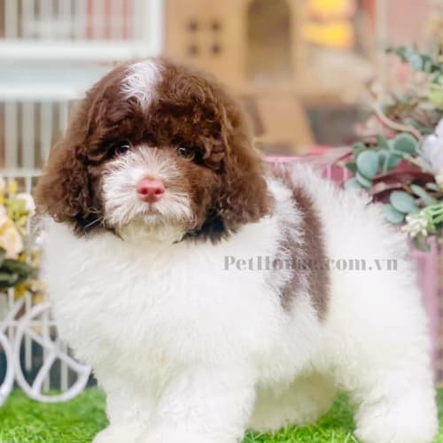 Chó Poodle màu bò socola