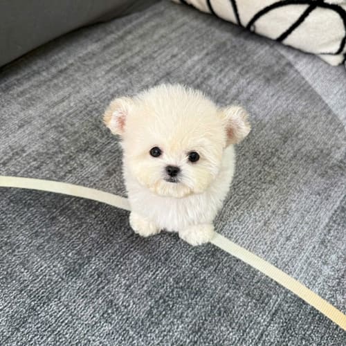 Chó Poodle Tiny Tai Gấu