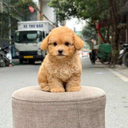 Chó Poodle Tiny vàng mơ