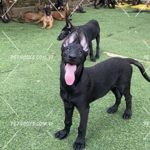 Chó Becgie Bỉ Malinois màu đen mã BG1279