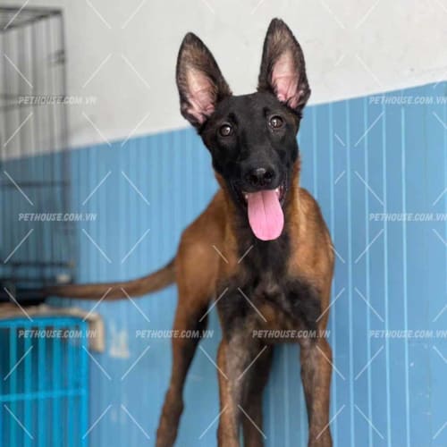 Chó Becgie Bỉ Malinois mã BGB1872