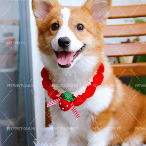 Chó Corgi Vàng Trắng mã CG1020