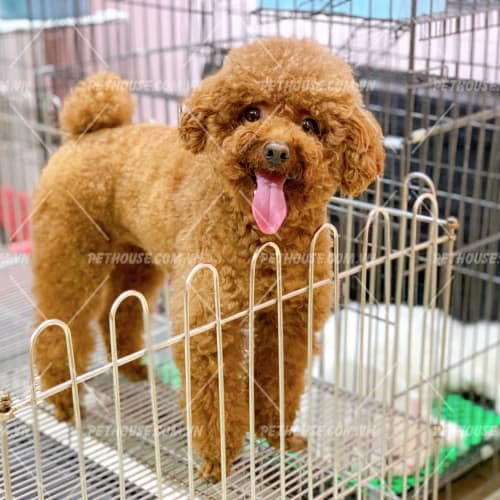 Chó Poodle nâu đỏ size toy mã PD976
