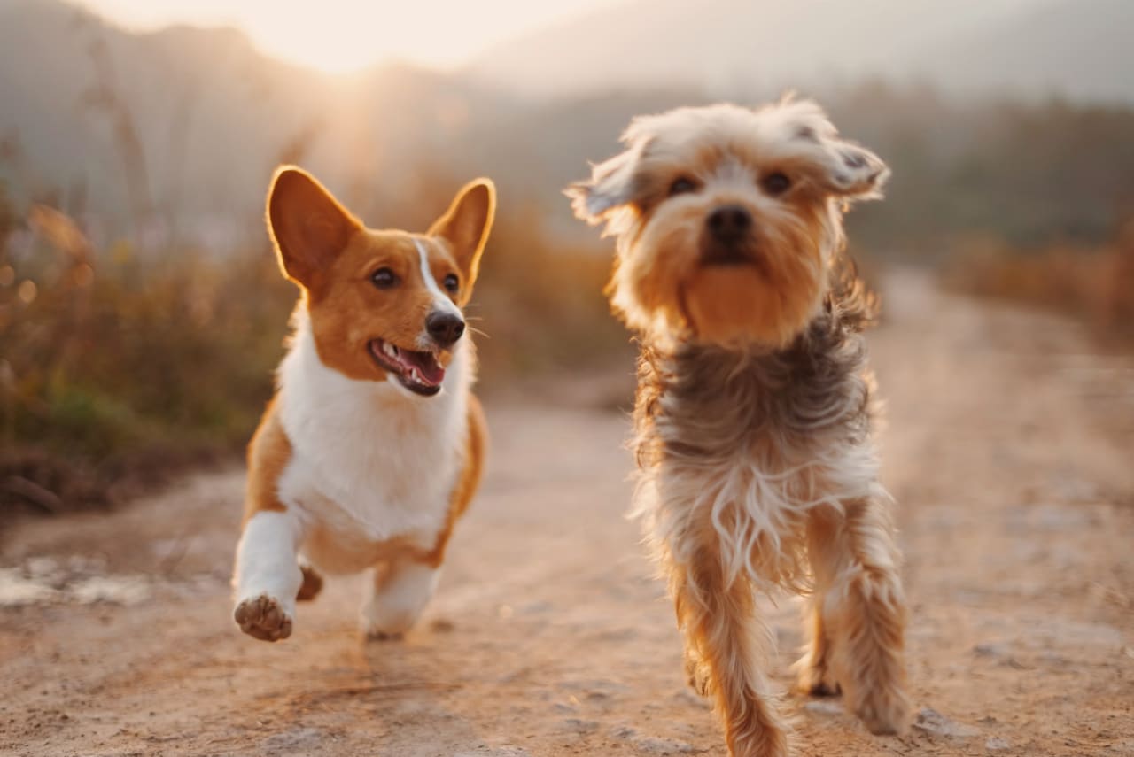 Cachorro dentro de casa, representando cuidados com alarmes e animais de estimação
