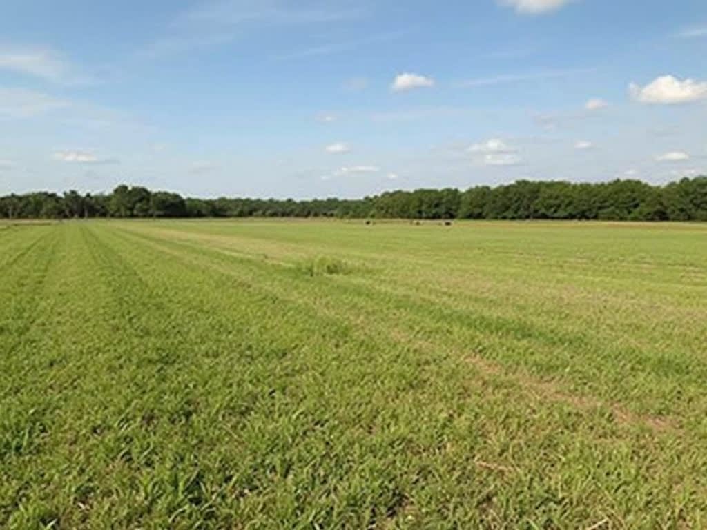 Vacant Land Sales in Spring Branch: Cash Buyer Benefits