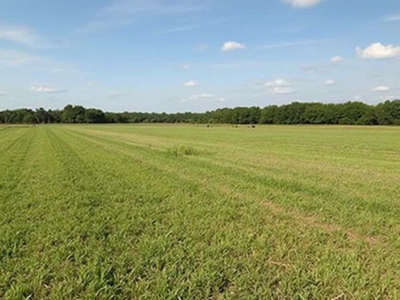 Vacant Land Sales in Spring Branch: Cash Buyer Benefits