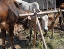 Qurban Checklist: Panduan Memilih Hewan Anti-Gagal Menurut Fiqih