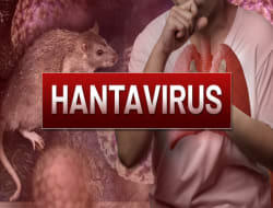 WHO Bagikan 7 Cara Pencegahan Hantavirus