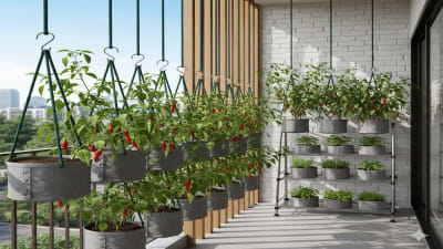 6 Ide Berkebun Cabe Rawit di Rumah dengan Lahan Terbatas