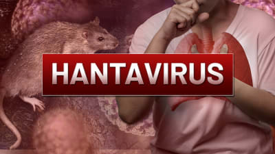 WHO Bagikan 7 Cara Pencegahan Hantavirus
