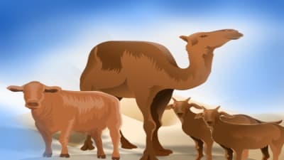Myth vs Fact: Menjawab Mitos-Mitos Seputar Qurban di Masyarakat Myth vs Fact: Menjawab Mitos-Mitos Seputar Qurban di Masyarakat
