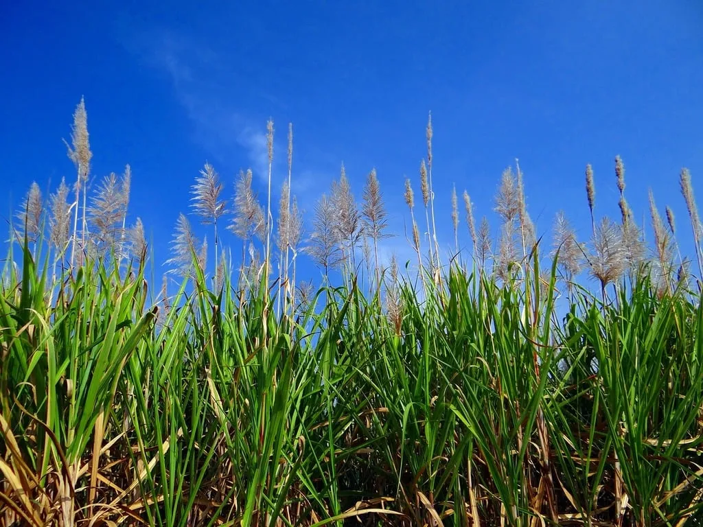 Plantation de canne à sucre sous un ciel bleu